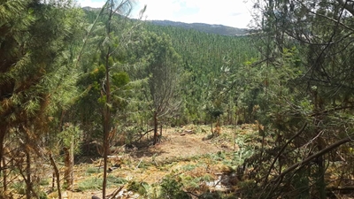 Waboomskraal battles alien trees